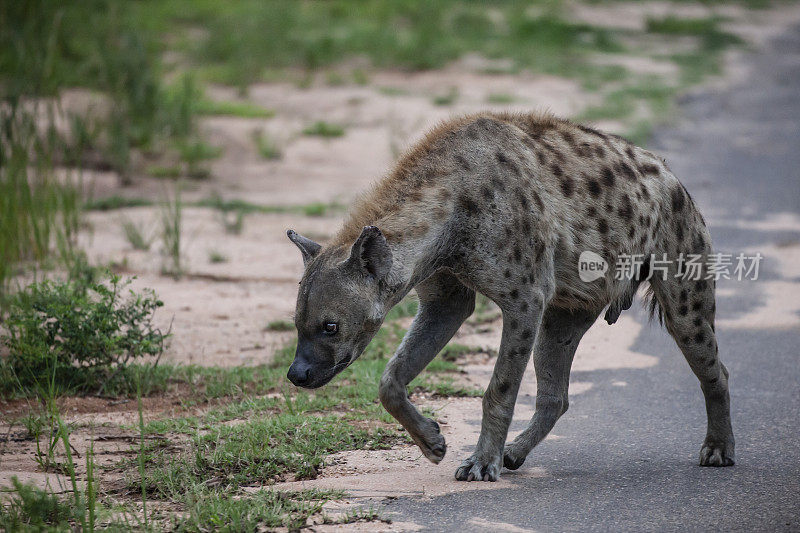 斑点鬣狗，Crocuta Crocuta，走在南非克鲁格NP的一条路上